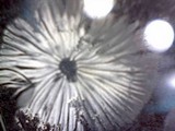 Mycena purpureofusca image