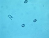 Mycena purpureofusca image