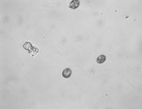 Mycena purpureofusca image