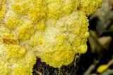 Fuligo septica image