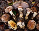 Cortinarius glutinosoarmillatus image