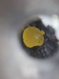 Heterotextus luteus image