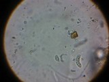 Heterotextus luteus image