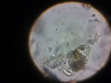Heterotextus luteus image