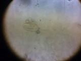 Heterotextus luteus image