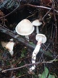 Rhodocollybia maculata image