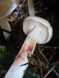Rhodocollybia maculata image