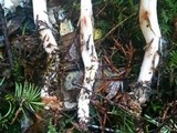 Rhodocollybia maculata image