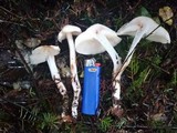 Rhodocollybia maculata image