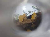 Heterotextus luteus image