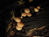 Pholiota squarrosoides image