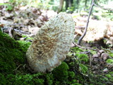 Amanita ravenelii image