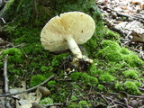 Amanita ravenelii image