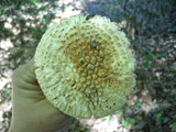 Amanita ravenelii image