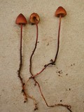 Phaeocollybia longistipitata image
