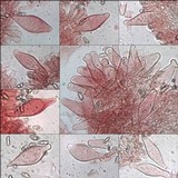 Inocybe lacera image