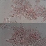 Inocybe lacera image