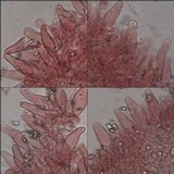 Inocybe lacera image