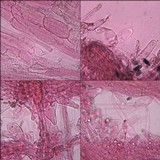Inocybe lacera image