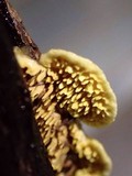 Flavodon flavus image