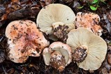 Tricholoma dryophilum image