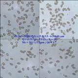 Inocybe dulcamara image