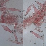 Inocybe dulcamara image
