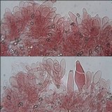 Inocybe dulcamara image