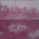 Inocybe dulcamara image
