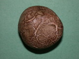 Scleroderma areolatum image