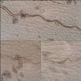Inocybe lacera image