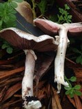 Agaricus californicus image