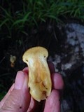 Gymnopilus ventricosus image