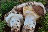 Agaricus lilaceps image