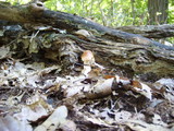 Amanita amerifulva image