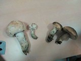 Leccinum duriusculum image