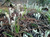 Clavulina rugosa image