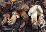 Tricholoma dryophilum image