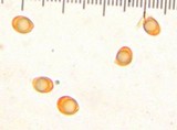 Tricholoma dryophilum image