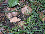 Scleroderma areolatum image