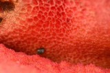 Rubroboletus eastwoodiae image