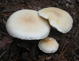 Lentinus tigrinus image