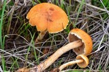 Agrocybe pediades var. fimicola image