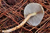 Hypholoma capnoides image