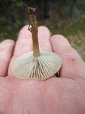 Gamundia striatula image