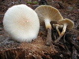 Lentinus tigrinus image