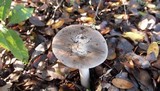 Amanita constricta image