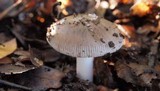 Amanita constricta image