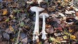 Amanita constricta image