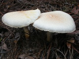 Lentinus tigrinus image